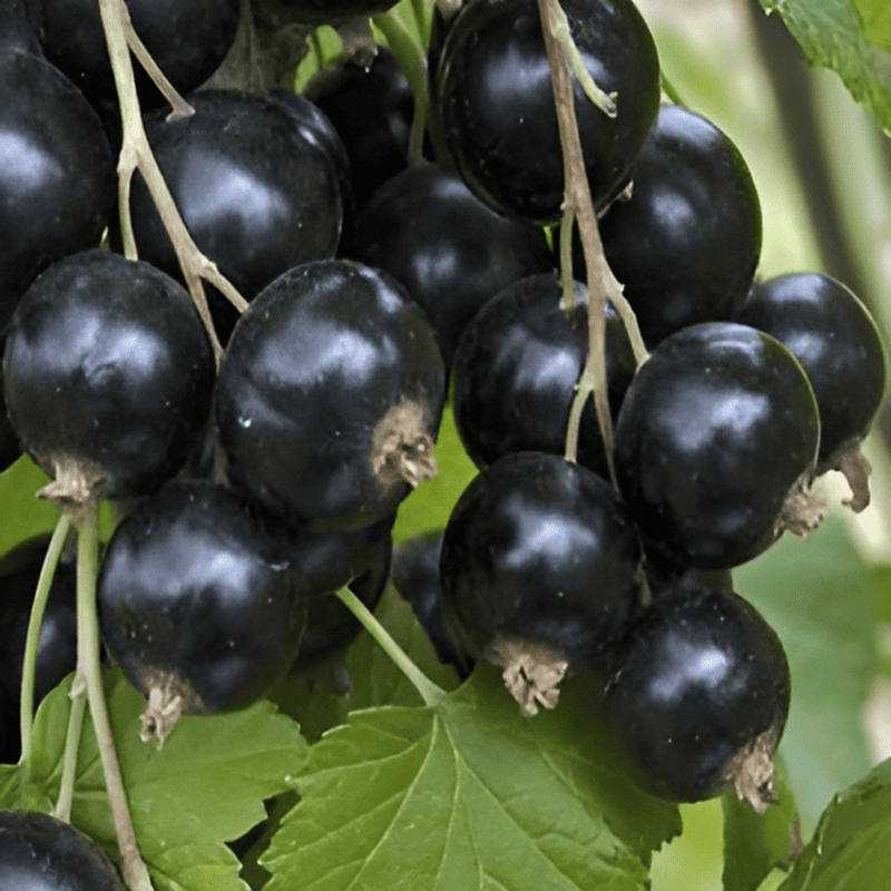 Groseiller 'Josta' - Ribes