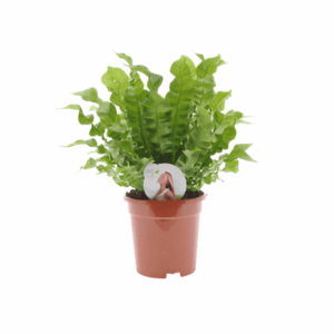 Fougère nid d'oiseau 'Crispy Wave"