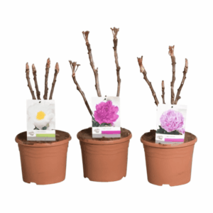 Pivoine arborescente en différents coloris