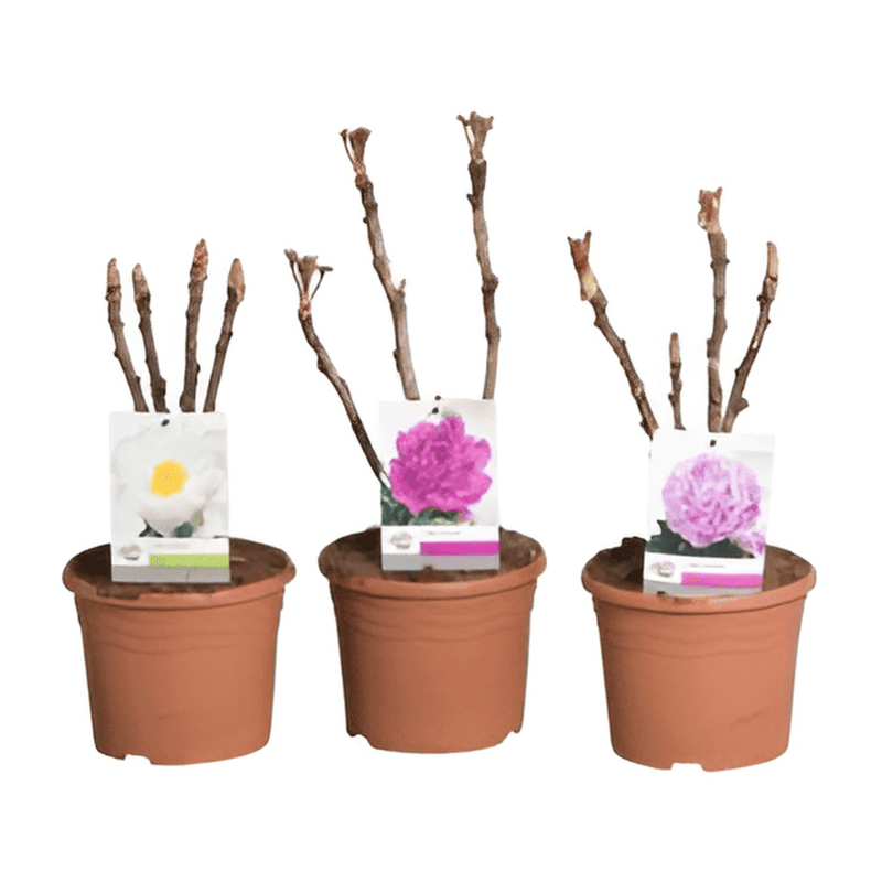 Pivoine arborescente en différents coloris