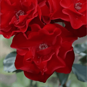 Rosier Schweizer Gruss