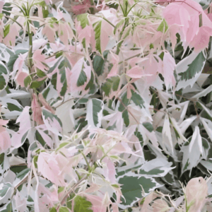 Érable negundo 'Flamingo' - Acer