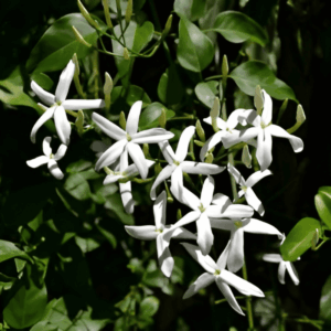 Faux jasmin - Trachelospermum