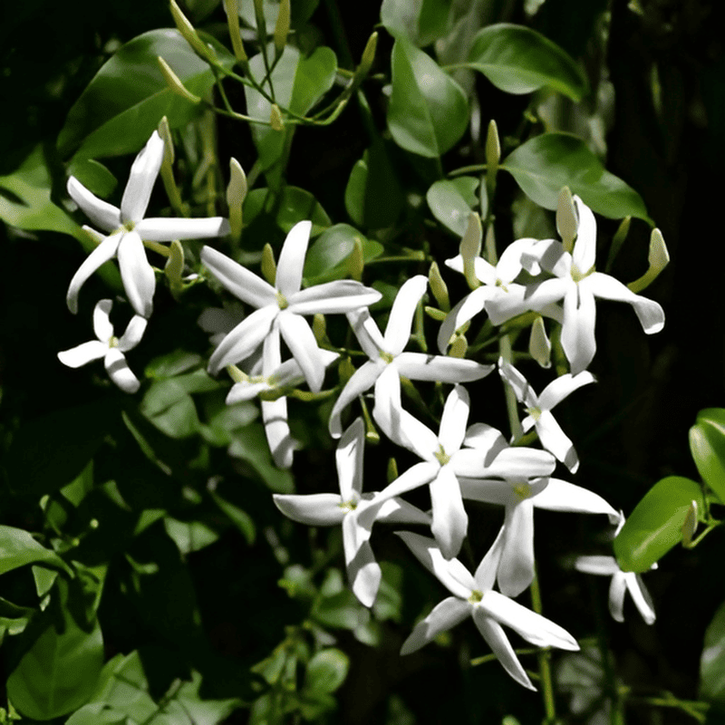 Faux jasmin - Trachelospermum