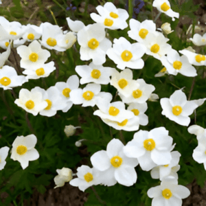 Anemone du Japon 'Honorine Jobert'