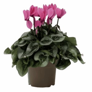 Cyclamen rose