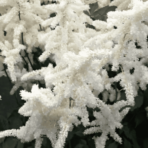Astilbe du Japon blanche - Astilbe