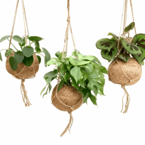 Kokodama Dreammix 3 plantes