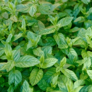 Menthe orangée- Mentha citrata