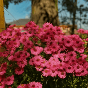 Aster de Nouvelle Angleterre rouge - Aster