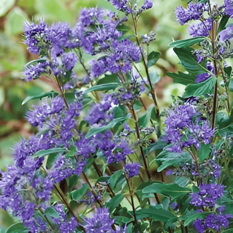 Spirée bleue 'Grand Bleu' - Caryopteris- Bio Le Bourgeon
