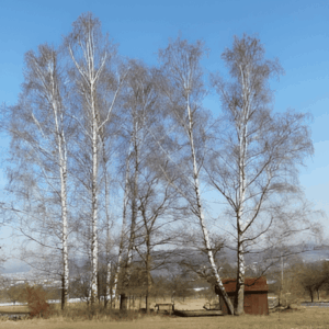 Bouleau verruqueux - Betula pendula- Bio Le Bourgeon