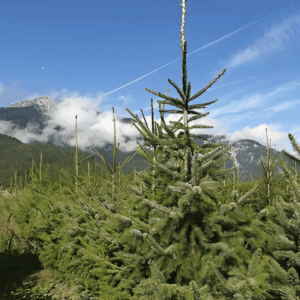 Epicéa de Serbie - Picea