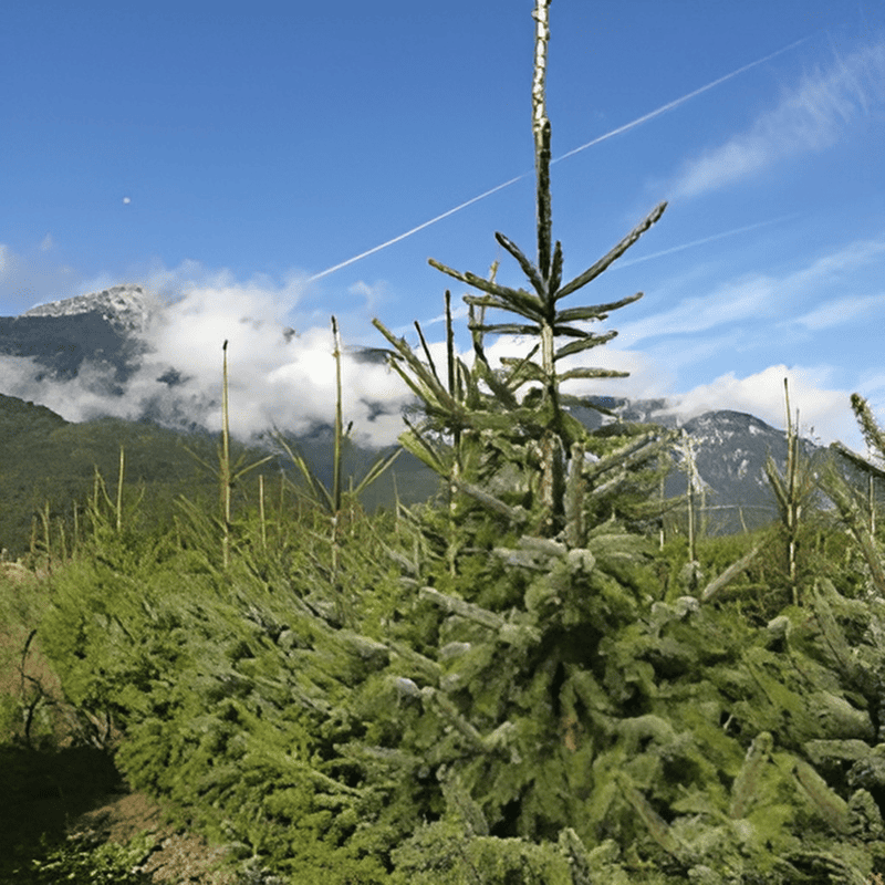 Epicéa de Serbie - Picea