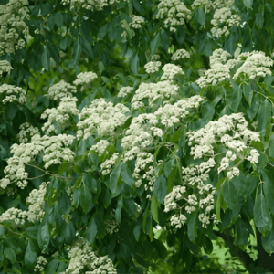 Arbre à miel - Tetradium