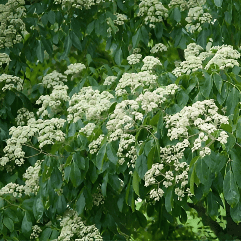 Arbre à miel - Tetradium