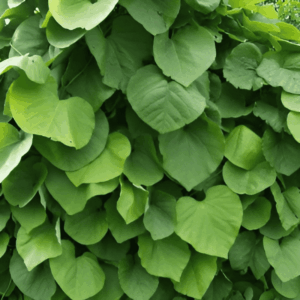 Aristoloche - Aristolochia