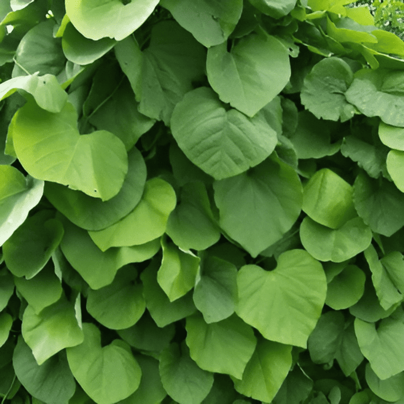 Aristoloche - Aristolochia