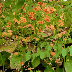 Epimède 'Orange Königin' - Epimedium BIO