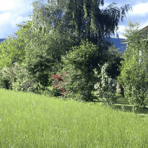 Haie bocagère au mètre