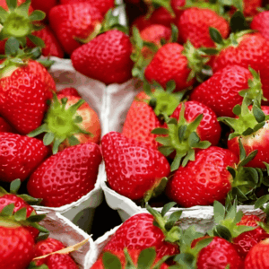 Lot de 6 fraisiers 'Thuriga'