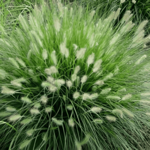 Herbe aux écouvillons 'Hameln' - Pennisetum