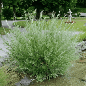 Saule pourpre - Salix- Bio Le Bourgeon