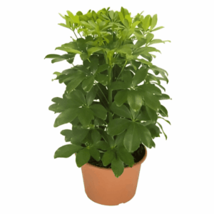 Schefflera