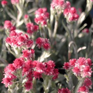 Antennaire dioïque 'Rubra' - Antennaria
