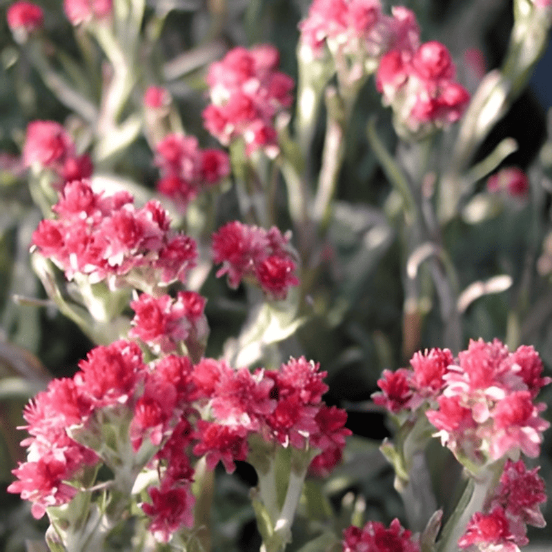 Antennaire dioïque 'Rubra' - Antennaria