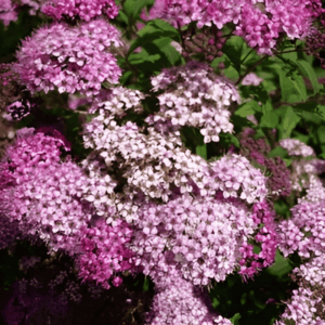 Spirée du Japon 'Anthony Waterer' - Spiraea- Bio Le Bourgeon