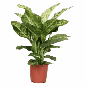 Dieffenbachia Mars