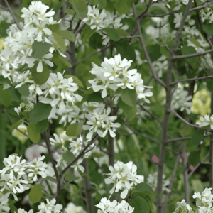 Amélanchier commun - Amelanchier- Bio Le Bourgeon