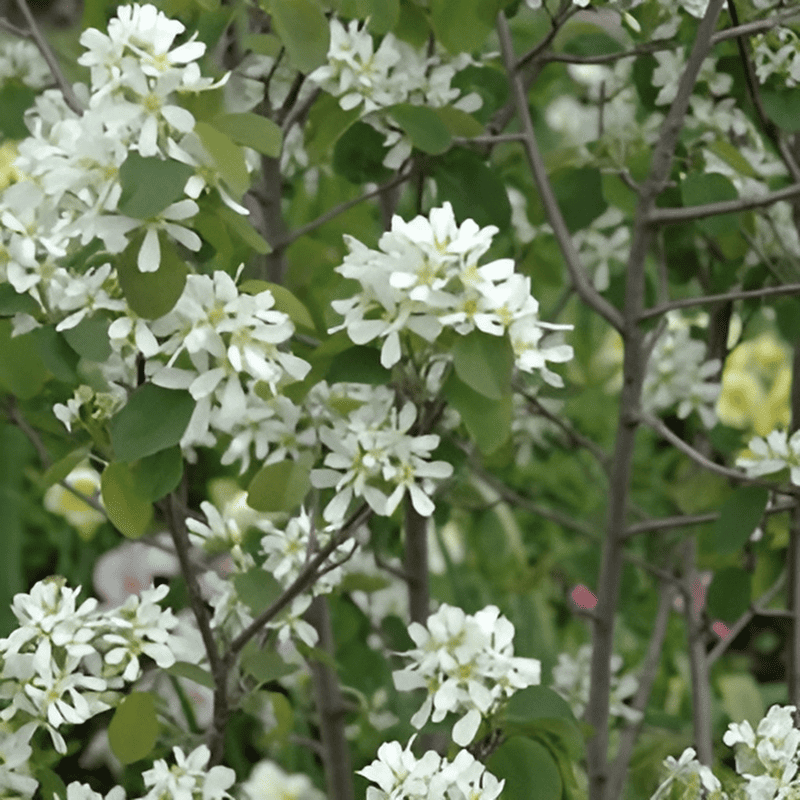 Amélanchier commun - Amelanchier- Bio Le Bourgeon