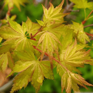 Érable du Japon 'Orange Dream' - Acer