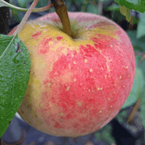 Pommier nain 'Mini Topaz' - Malus