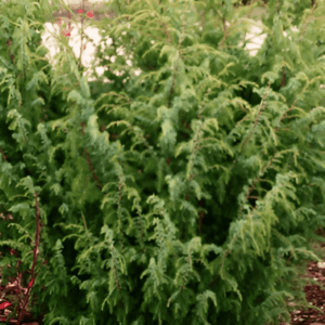 Genévrier commun 'Wallis'