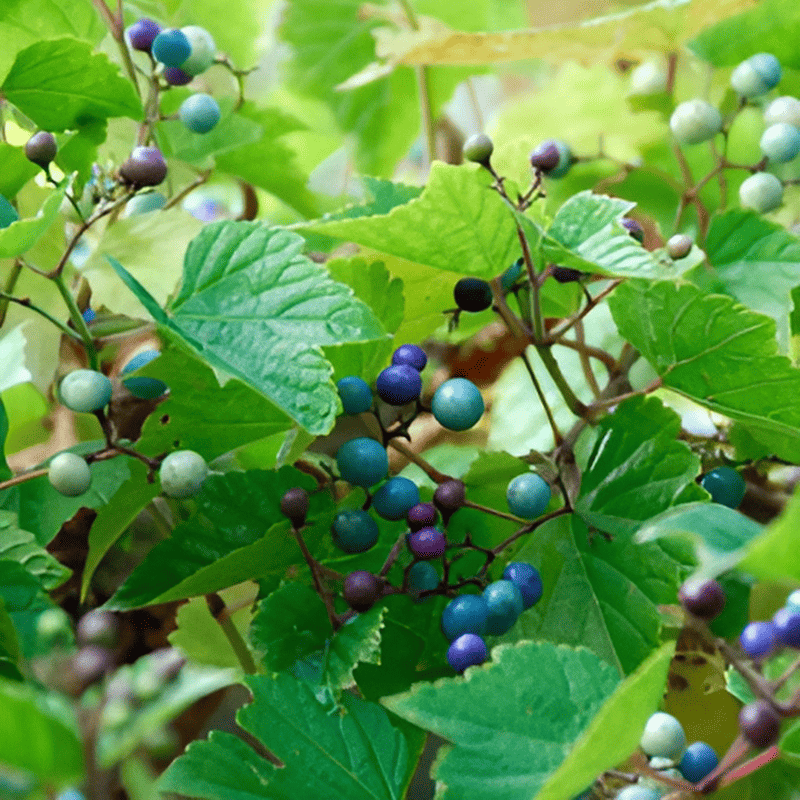 Vigne vierge à fruits bleus - Ampelopsis