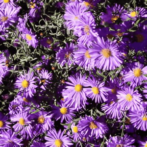 Aster de Nouvelle-Angleterre violet