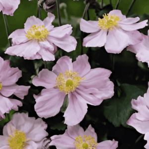 Anémone du Japon 'Königin Charlotte'