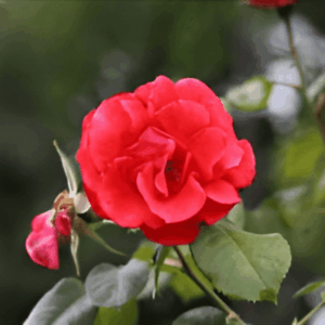 Rosier Rusticana Cl.