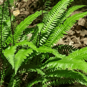 Fougère pectinée - Blechnum