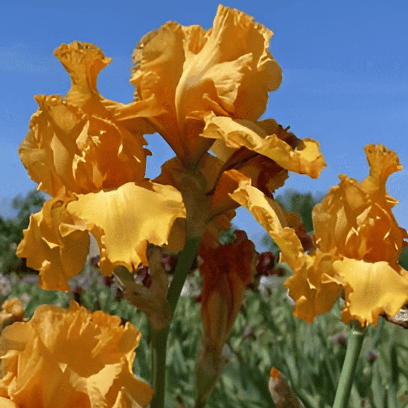 Iris barbu orange - Iris