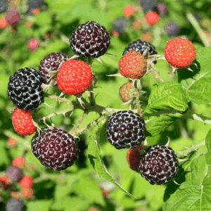 Framboisier noir 'Black Jewel'