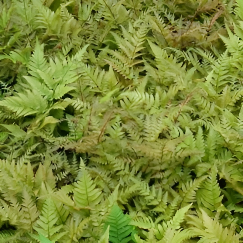 Fougère à sores rouges - Dryopteris