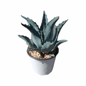 Agave americaine
