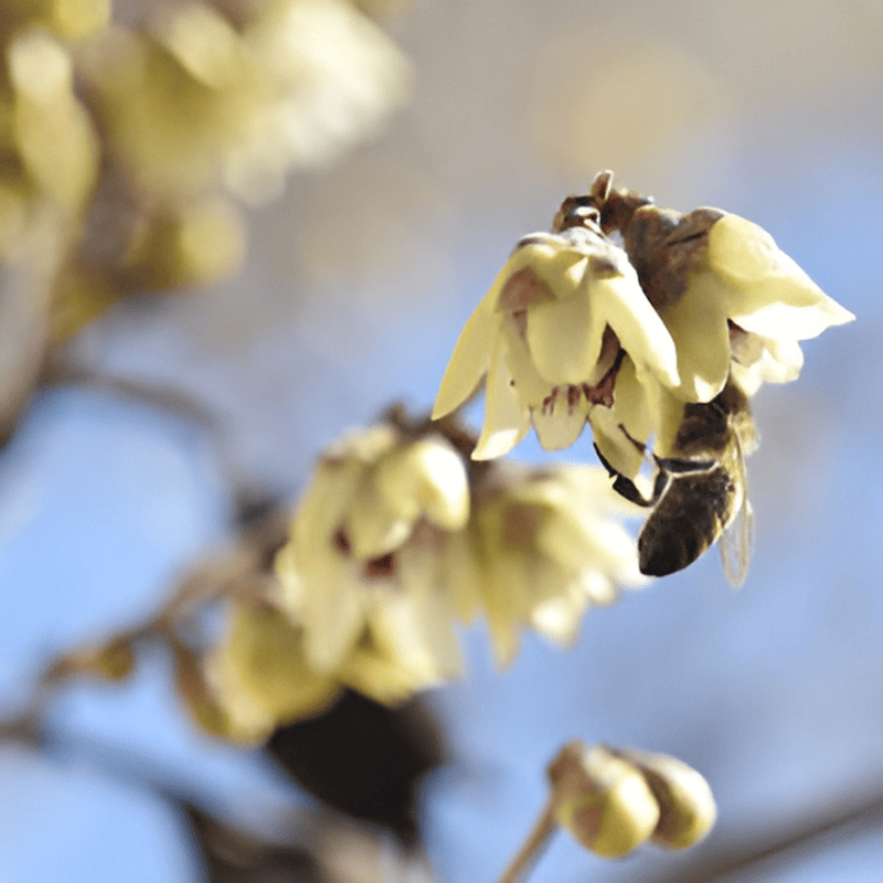Chimonanthe précoce - Chimonanthus- Bio Le Bourgeon