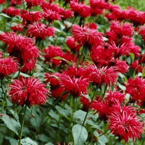 Monarde en différents coloris - Monarda