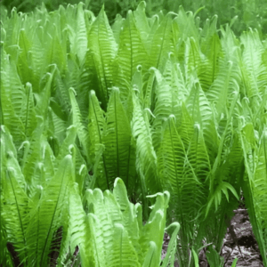 Fougère plume d'autruche - Matteuccia