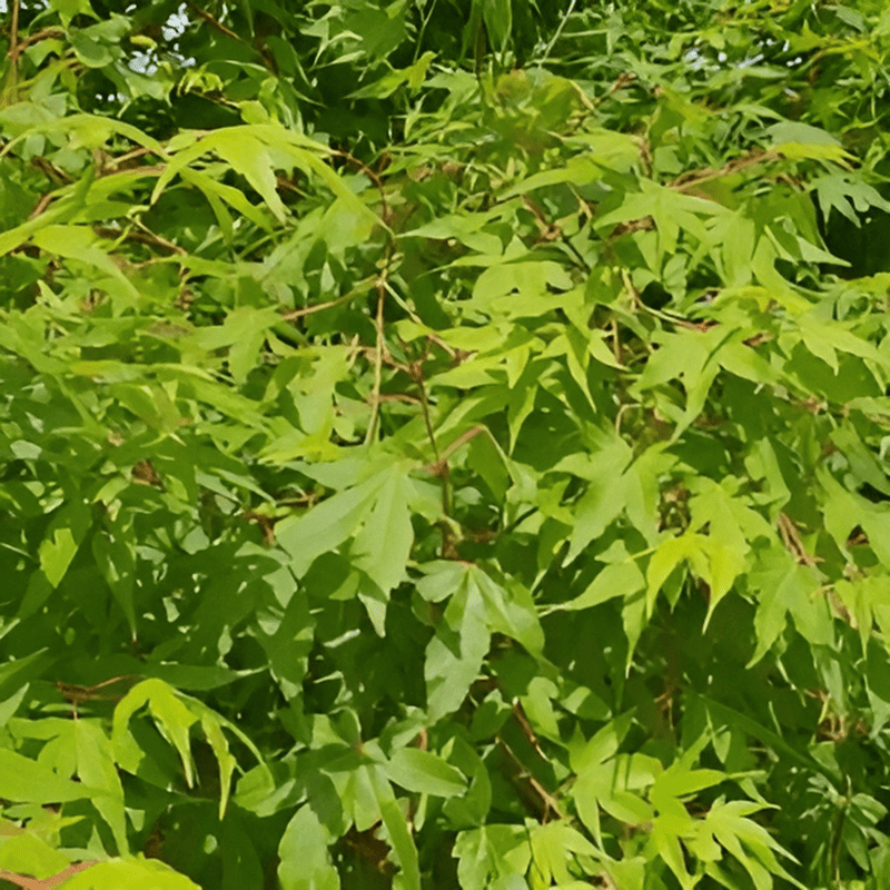 Erable du Japon - Acer palmatum- Bio Le Bourgeon